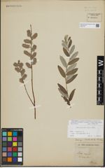 Foto von Salix repens L.